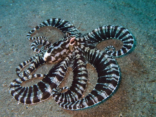 Mimic Octopus