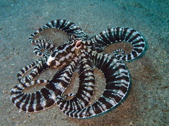Thaumoctopus mimicus