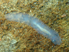 Pericelis hymanae