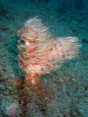 Protula bispiralis
