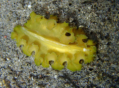 Pseudobiceros flowersi