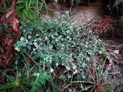 Xanthosia scopulicola