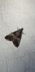 Orthaga atribasalis