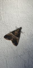 Orthaga atribasalis