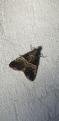 Orthaga atribasalis
