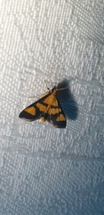 Metallarcha achoeusalis