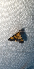 Metallarcha achoeusalis