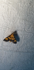 Metallarcha achoeusalis