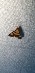 Metallarcha achoeusalis