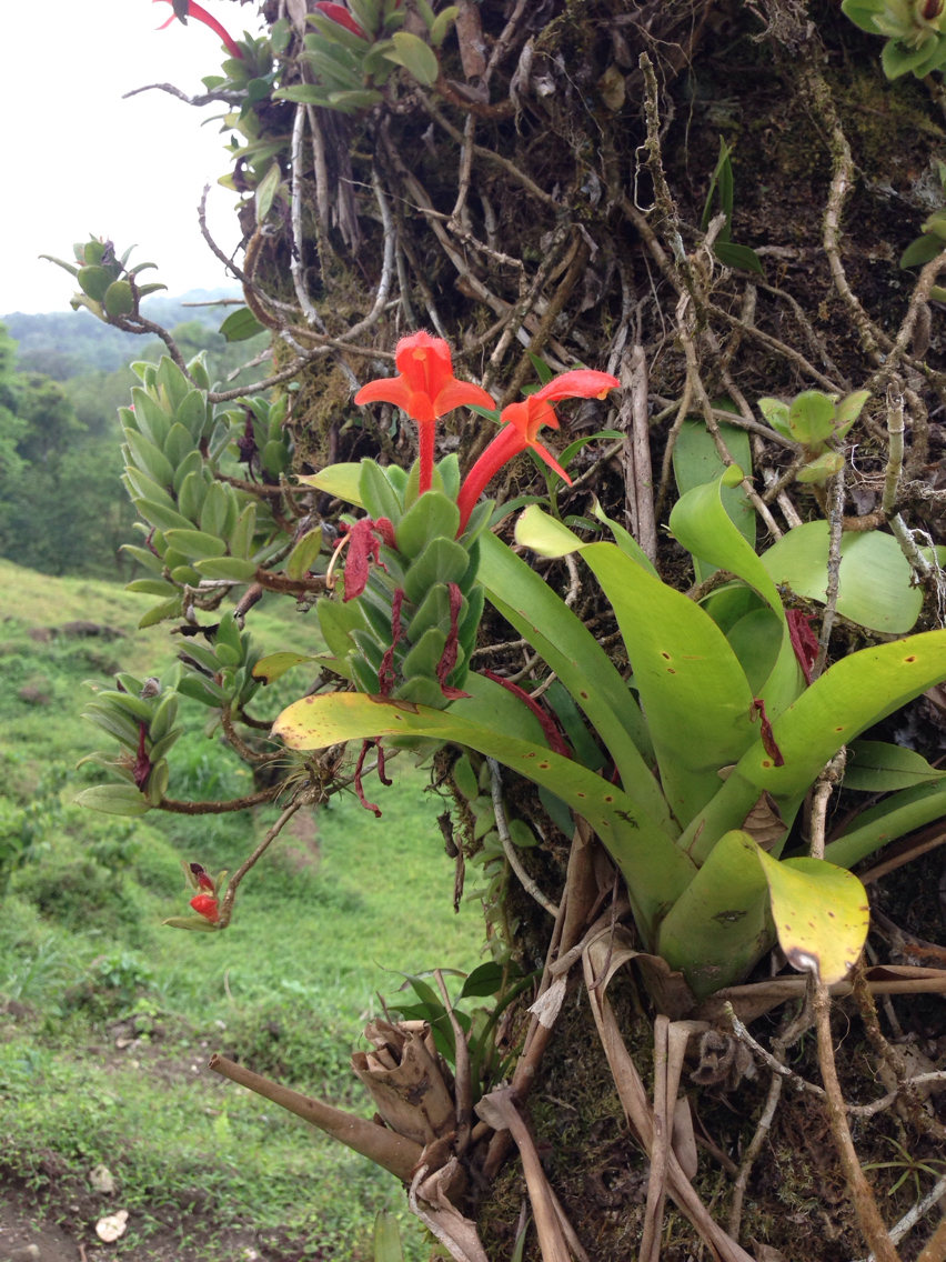 Imagem de Planta Batom