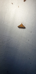 Metallarcha achoeusalis