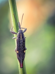 Rhinotia bidentata