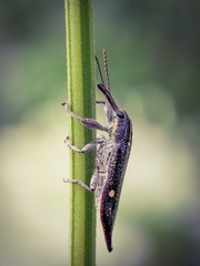 Rhinotia bidentata