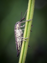 Rhinotia bidentata