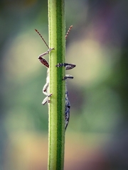 Rhinotia bidentata