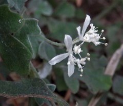 Xanthosia scopulicola
