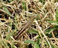 Aiolopus thalassinus tamulus