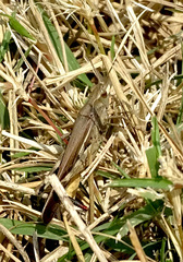 Aiolopus thalassinus tamulus