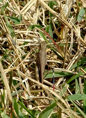 Aiolopus thalassinus tamulus