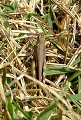 Aiolopus thalassinus tamulus