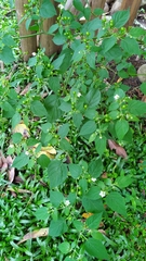Capsicum baccatum praetermissum