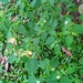 Capsicum baccatum praetermissum - Photo (c) palmas, some rights reserved (CC BY-NC), uploaded by palmas