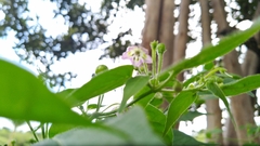 Capsicum baccatum praetermissum