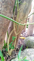 Capsicum baccatum praetermissum