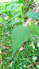 Capsicum baccatum praetermissum