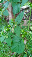 Capsicum baccatum praetermissum