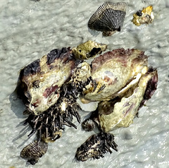 Saccostrea cuccullata