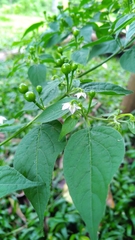 Capsicum baccatum praetermissum