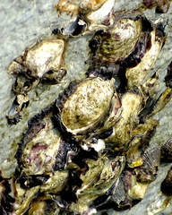 Saccostrea cuccullata