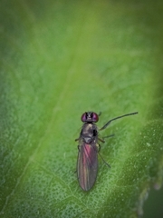 Hydrellia tritici