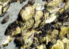 Saccostrea cuccullata