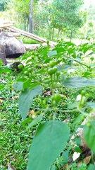 Capsicum baccatum praetermissum