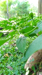 Capsicum baccatum praetermissum