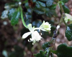 Xanthosia scopulicola