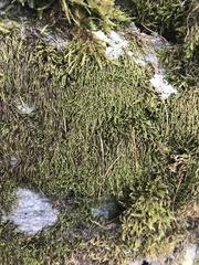 Pterigynandrum filiforme