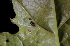 Periphyllus testudinaceus