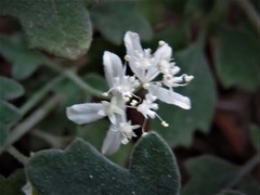 Xanthosia scopulicola