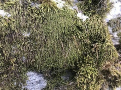 Pterigynandrum filiforme