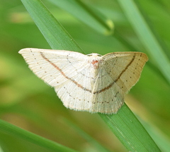 Cyclophora linearia