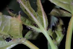 Periphyllus testudinaceus