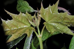 Periphyllus testudinaceus