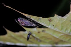 Periphyllus testudinaceus