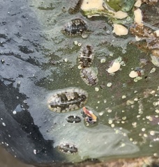 Ischnochiton smaragdinus