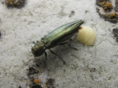 Agrilus suvorovi