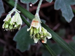 Xanthosia scopulicola