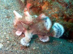 Antennarius maculatus
